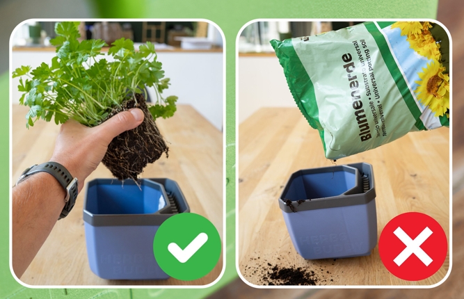 Samozavlažovací kvetináč na bylinky Herbs Buddy sadenie